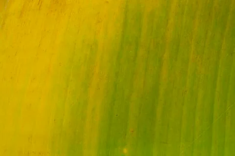 Banana leaf Stock Photos