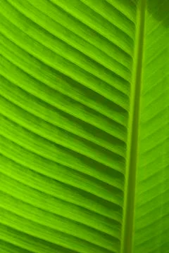 Banana leaf 스톡 사진