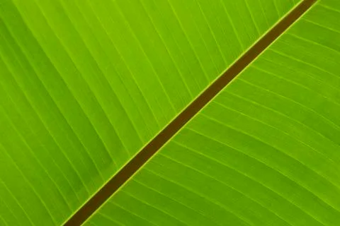 Banana leaf 스톡 사진