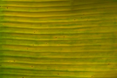 Banana leaf Stock Photos