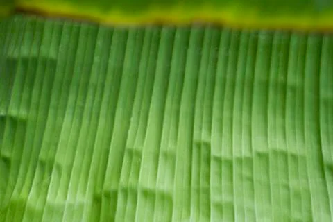 Banana leaf Stock Photos