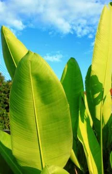 Banana leaf Stock-Fotos