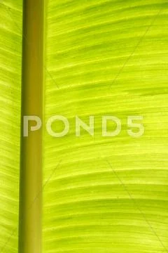 Banana leaf Stock Photos