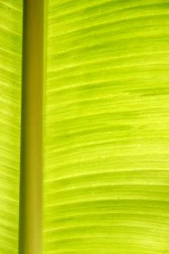 Banana leaf Stock Photos