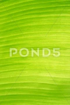 Banana leaf Stock Photos