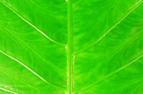 Banana Leaf Stock Photos
