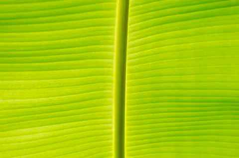 Banana leaf Stock Photos