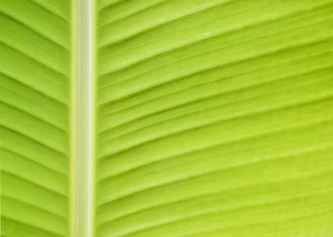 Banana leaf 스톡 사진