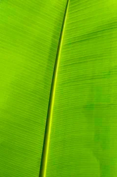 Banana leaf Foto stock