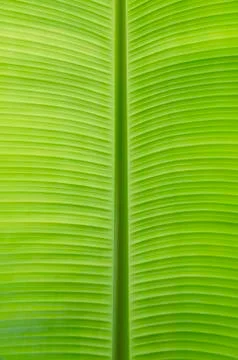 Banana leaf Stock Photos