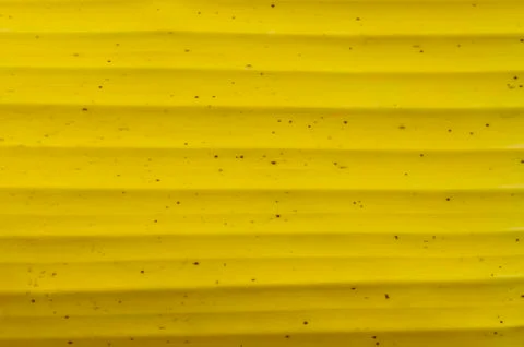 Banana leaf Stock Photos