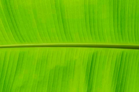Banana leaf Stock Photos