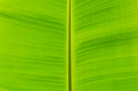 Banana leaf Stock Photos