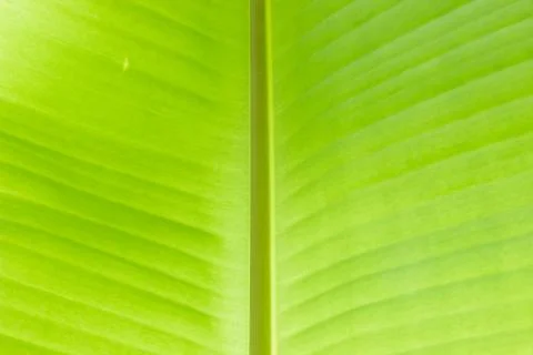 Banana leaf Stock Photos