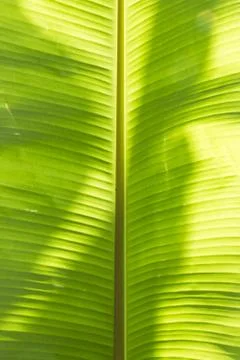 Banana leaf Stock Photos