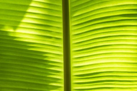 Banana leaf Stock Photos