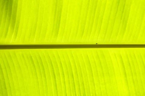 Banana leaf Stock Photos