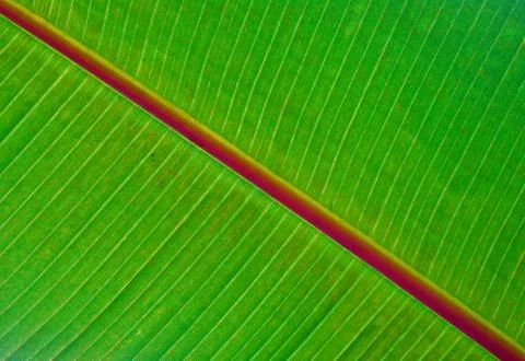 Banana leaf Stock Photos