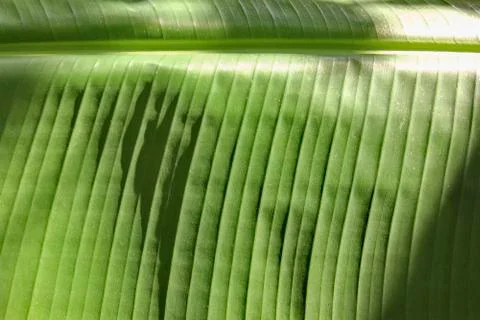 Banana leaf Stock Photos
