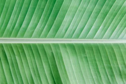 Banana leaf Stock Photos