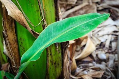 Banana leaf Stock Photos