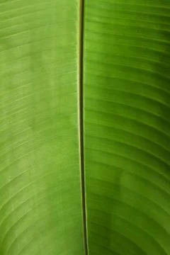 Banana leaf Stock Photos