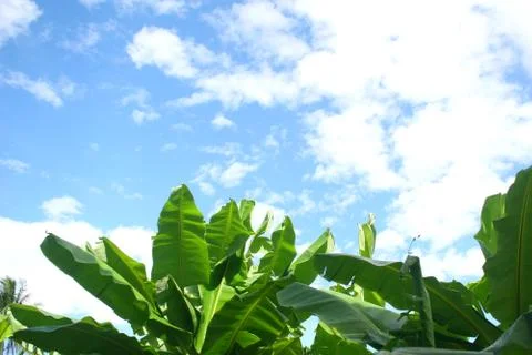 Banana leaf Foto stock