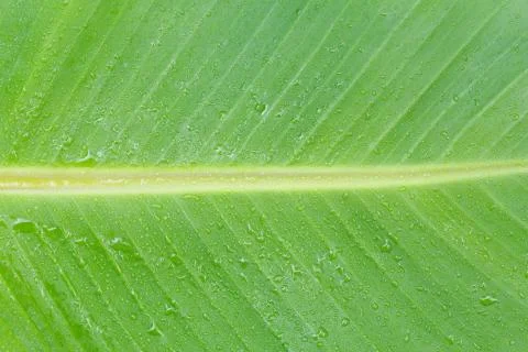 Banana leaf Stock Photos