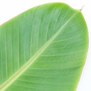Banana leaf Stock Photos