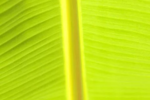 Banana leaf. Stock Photos