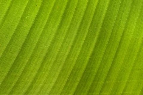 Banana Leaf Stock Photos