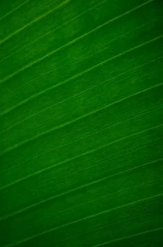 Banana leaf Fotos de archivo