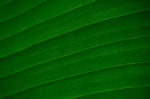 Banana leaf Fotos de archivo