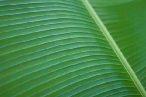 Banana Leaf Stock Photos