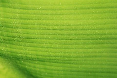 Banana leaf Stock Photos