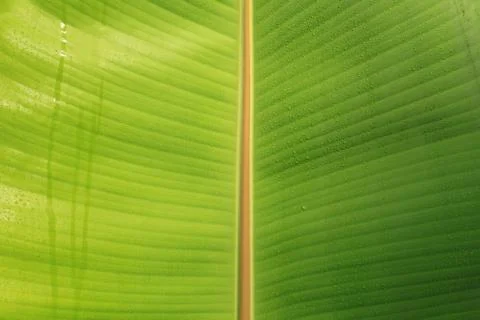 Banana leaf Stock Photos
