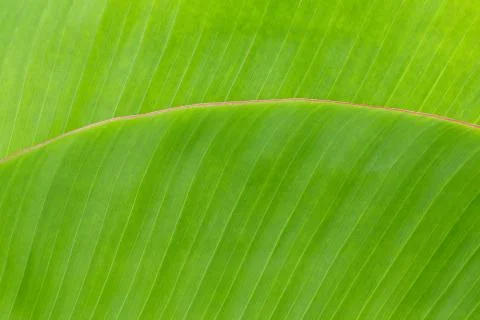 Banana Leaf Stock Photos