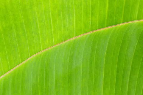 Banana Leaf Stock Photos