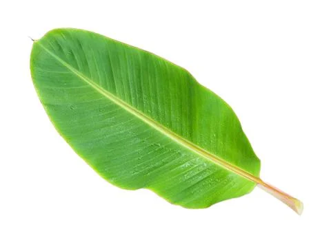 Banana Leaf Stock Photos