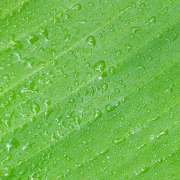 Banana Leaf Stock Photos