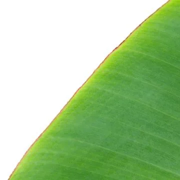 Banana Leaf Stock Photos