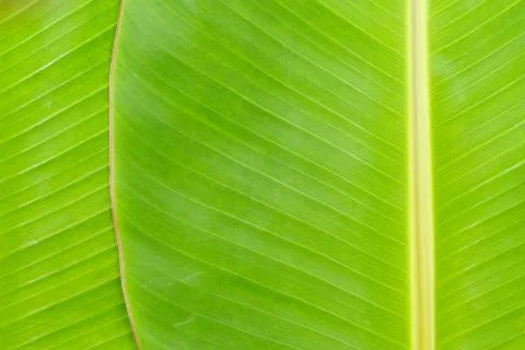 Banana Leaf Stock Photos