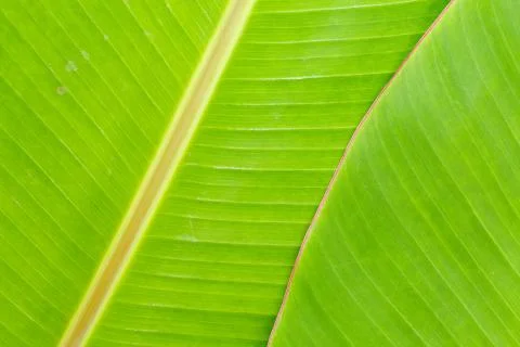 Banana Leaf Stock Photos