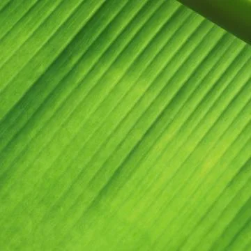 Banana leaf Stock Photos