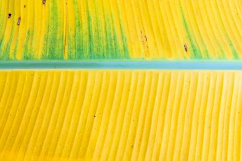 Banana leaf Foto stock