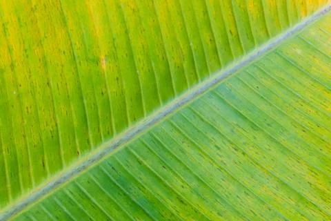 Banana leaf Stock Photos