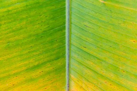 Banana leaf Foto stock