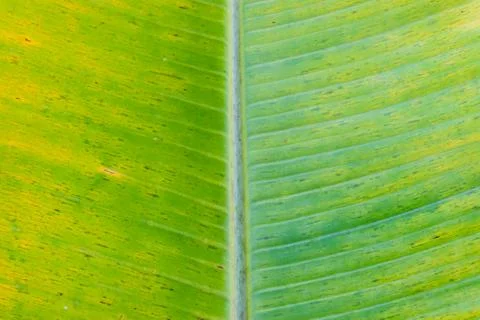 A banana leaf Stock Photos