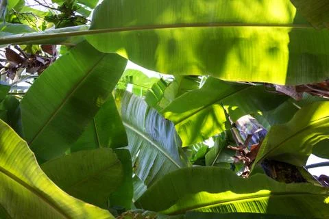 Banana leaf Stock Photos