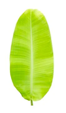 Banana leaf Stock Photos